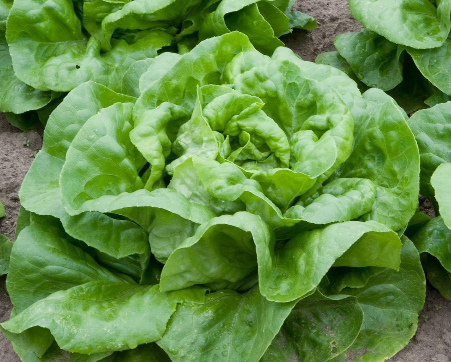 Buttercrunch Lettuce